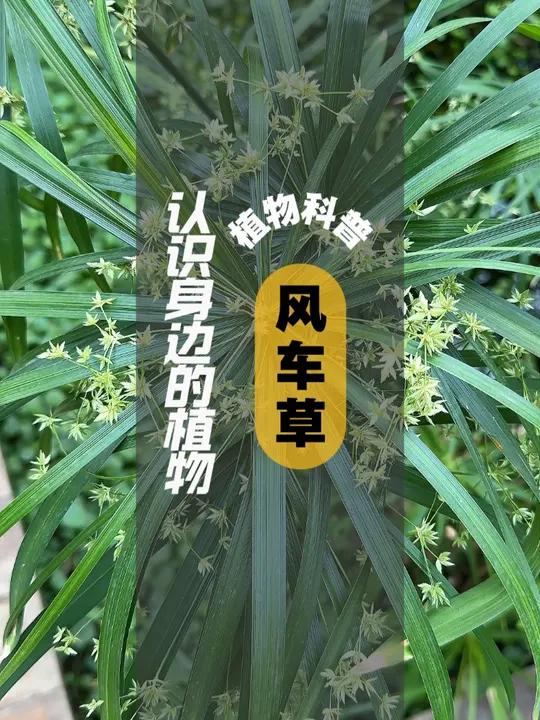植物科普 I 风车草 风车草,莎草科莎草属多年生草本植物。其株高60~150厘米,茎近圆柱