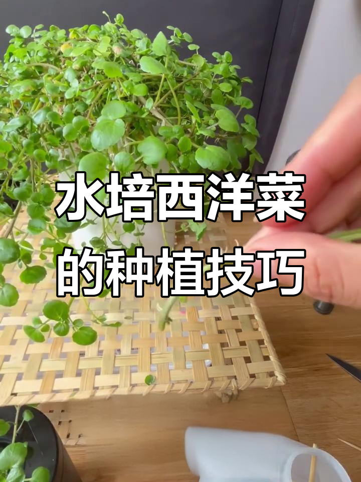 西洋菜水培全攻略:从根部到收获的每一个步骤
