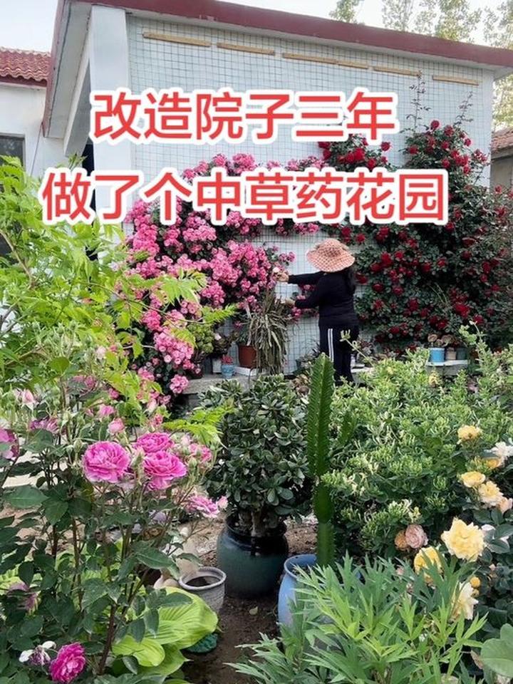 改造院子三年，种下一个中草药花园