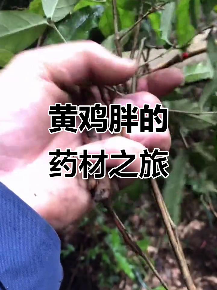 挖药材留种，黄鸡胖与鸡精森的秘密