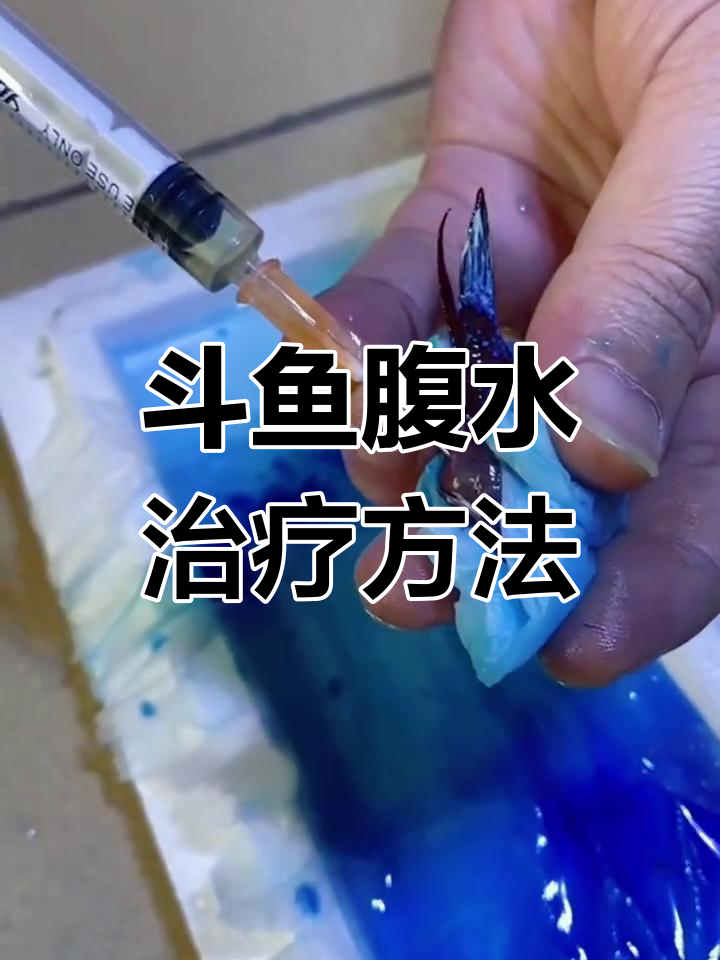 泰国斗鱼腹水治疗全过程