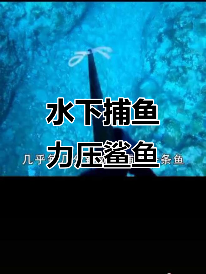 捕鱼人用简单鱼枪挑战鲨鱼,成功捕获多条DNN加