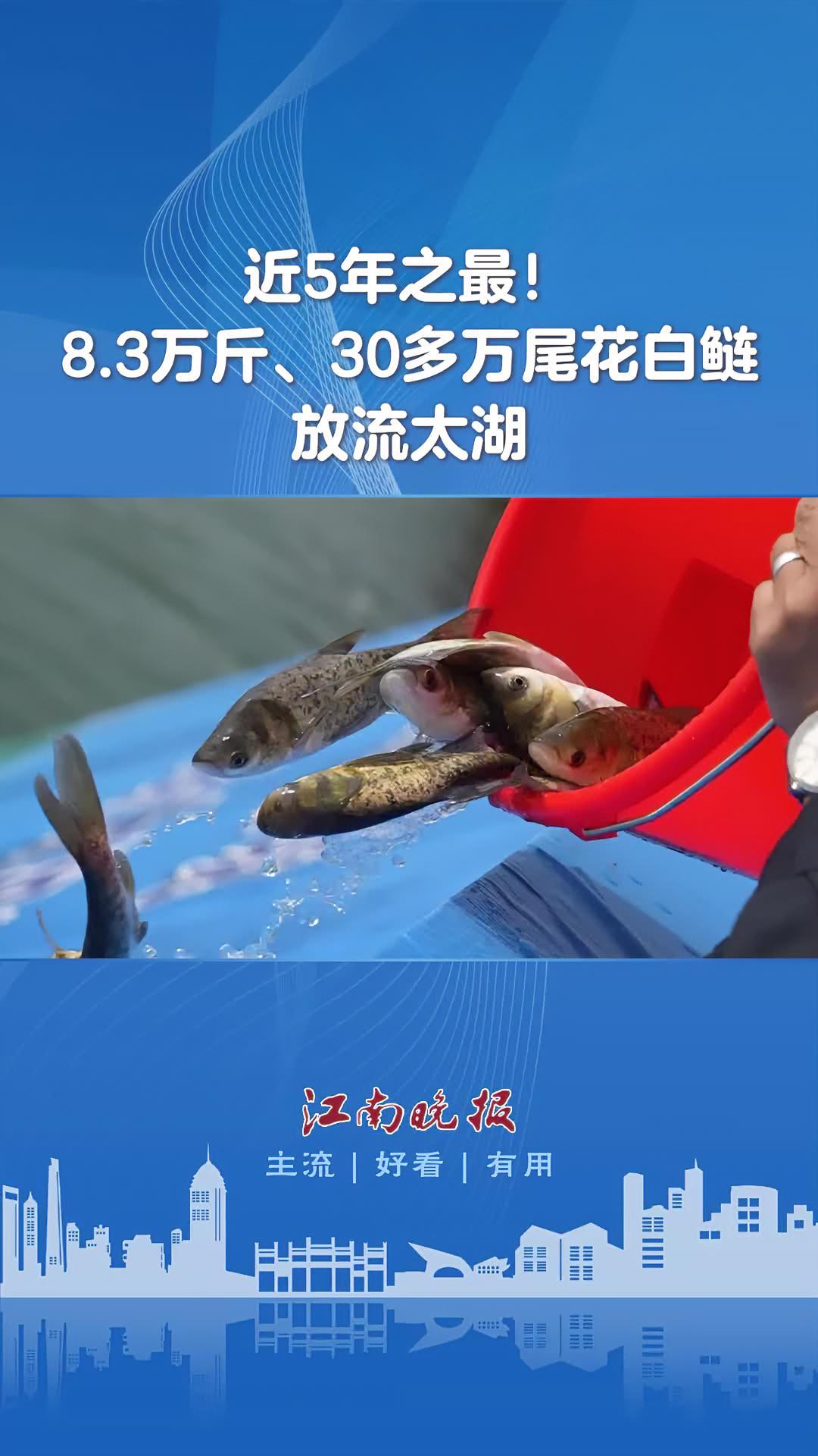 无锡新闻「近5年之最!8.3万斤、30多万尾花白鲢放流太湖」12月12日上午,贡湖湾湿地太