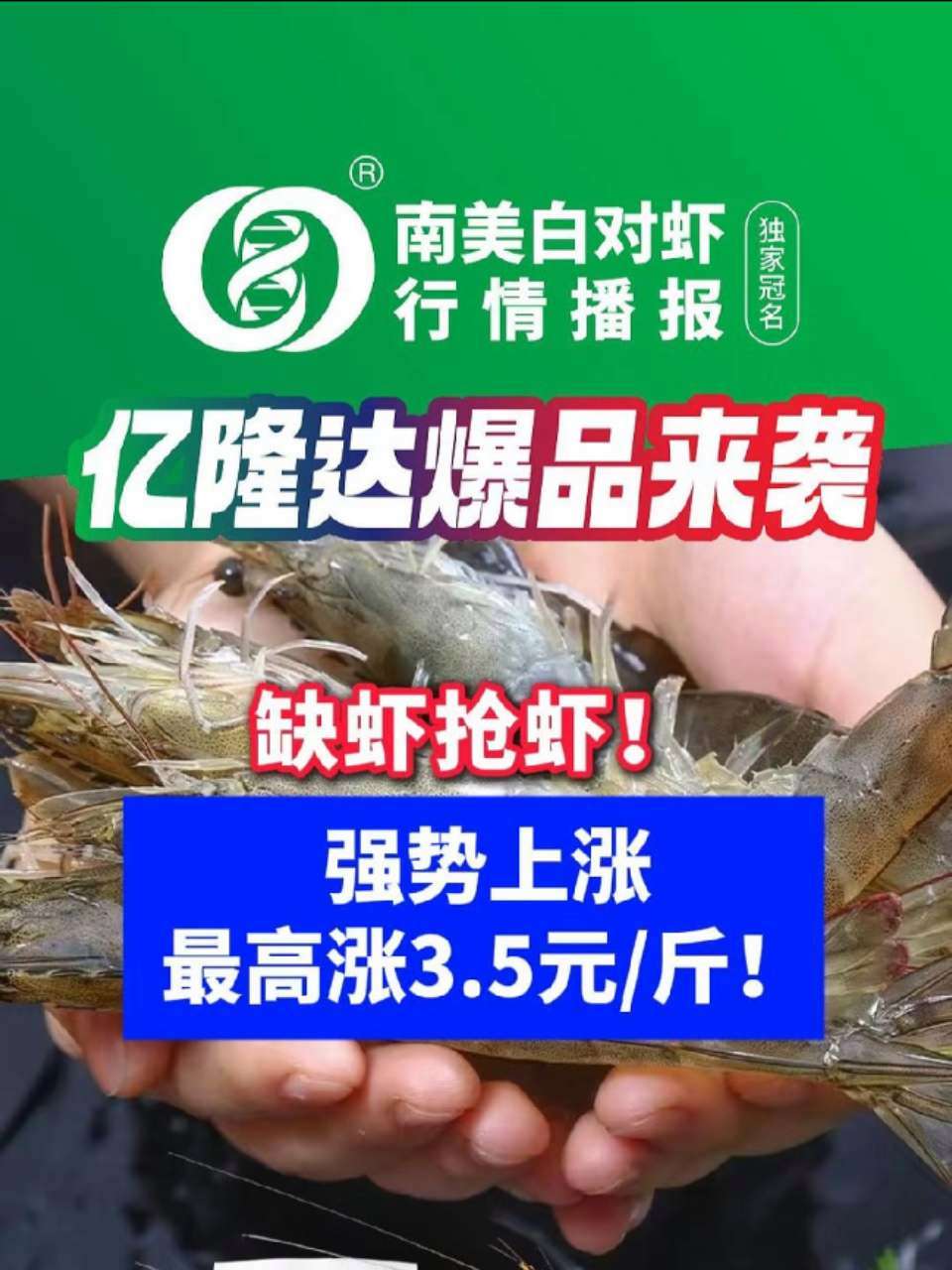 缺虾抢虾!强势上涨最高涨3.5元/斤!行情高企,虾市持续向好!虾价 对虾 南美白对虾