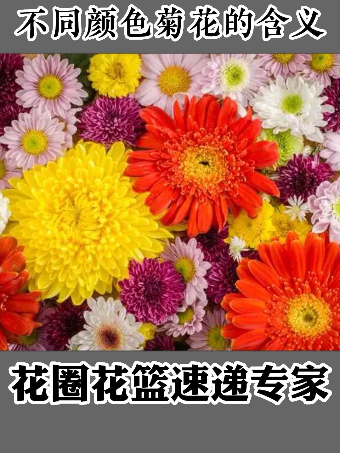 不同颜色菊花代表含义,不同菊花花语和寓意