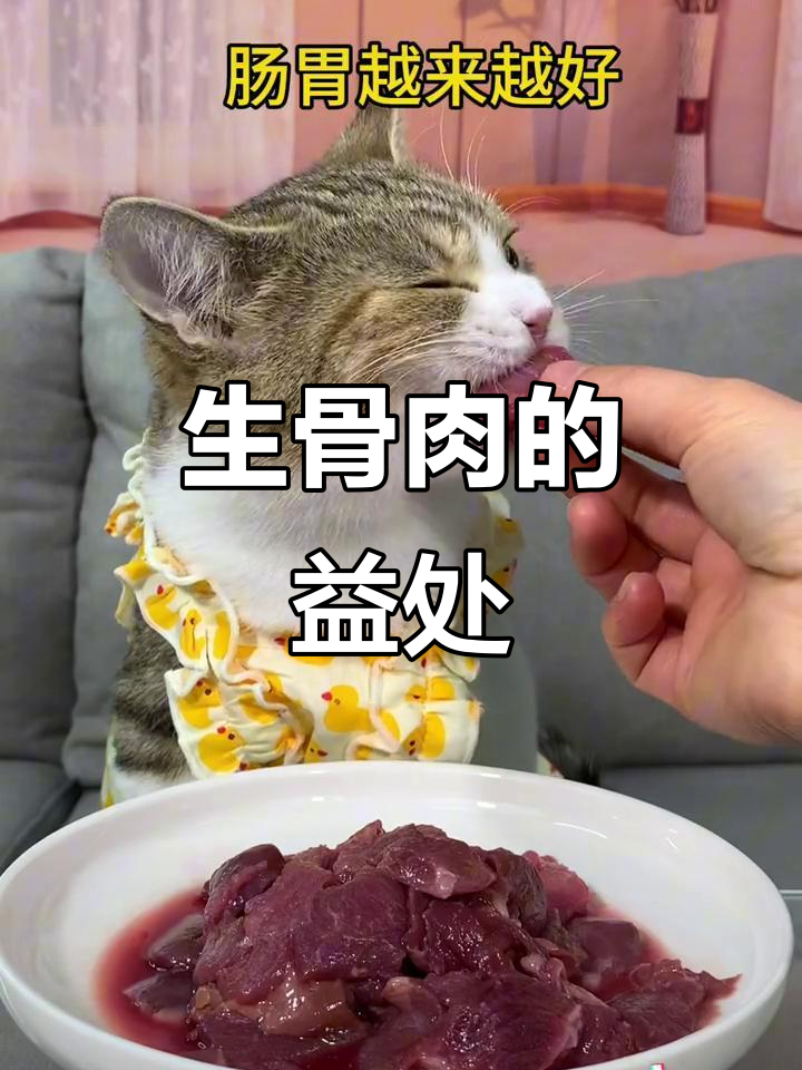为什么猫咪要吃生骨肉?科学养宠必知技巧