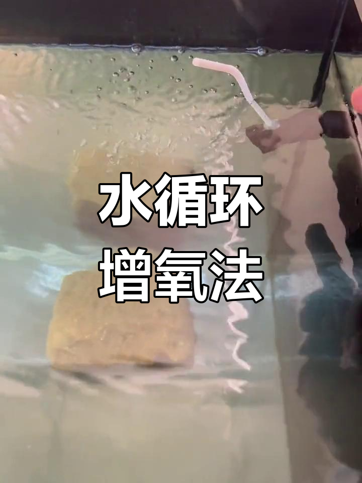 鱼缸水循环与增氧技巧