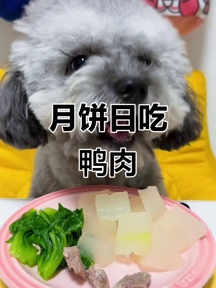 鸭肉生菜冬瓜大餐,萌宠馋嘴不停
