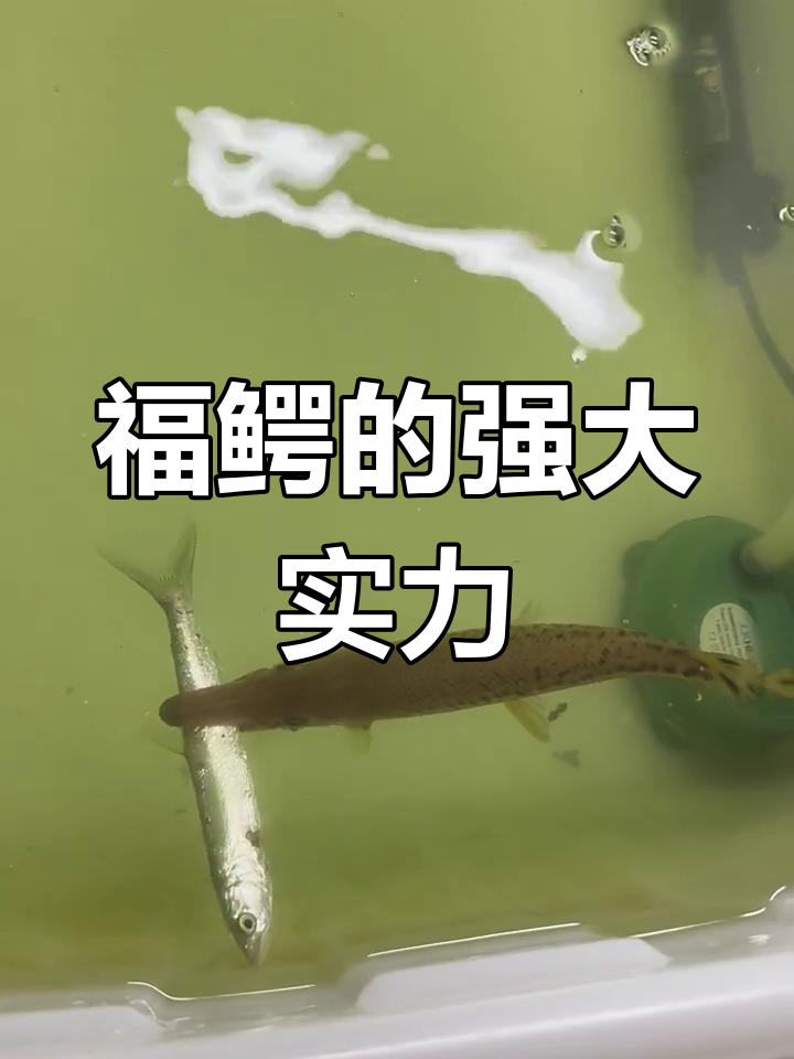 福鳄强悍无敌,轻松秒杀同体型鱼苗!