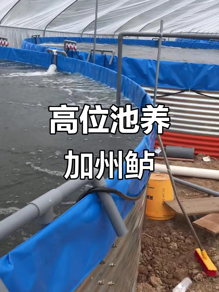 养殖场调查:高密度加州鲈鱼养殖的王者风范