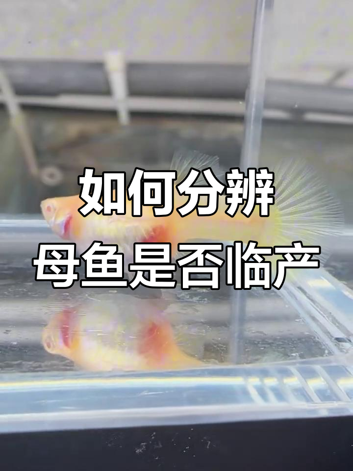 母鱼快生了!看胎斑和眼睛判断隔离时机