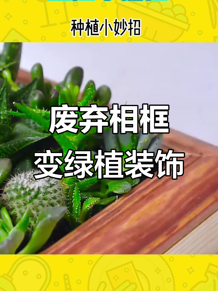 利用废相框打造多肉墙饰,简单又美观