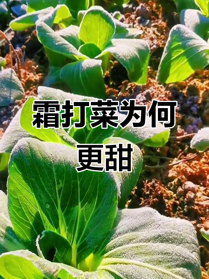 霜打蔬菜更甜,背后原因揭晓!