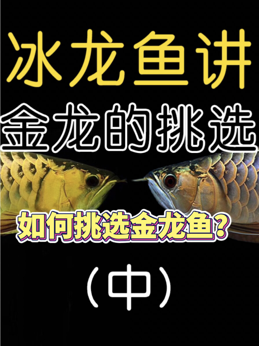 新手如何挑选好的金龙鱼(中)