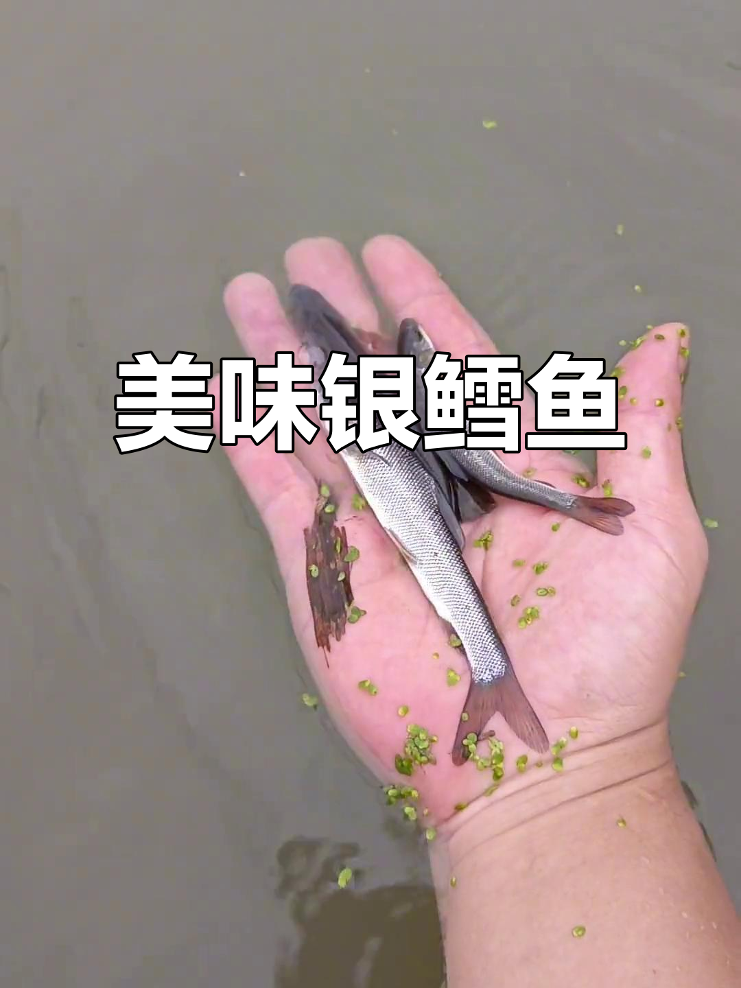 淡水银鳕鱼,肉质鲜美,生长迅速,养殖简单
