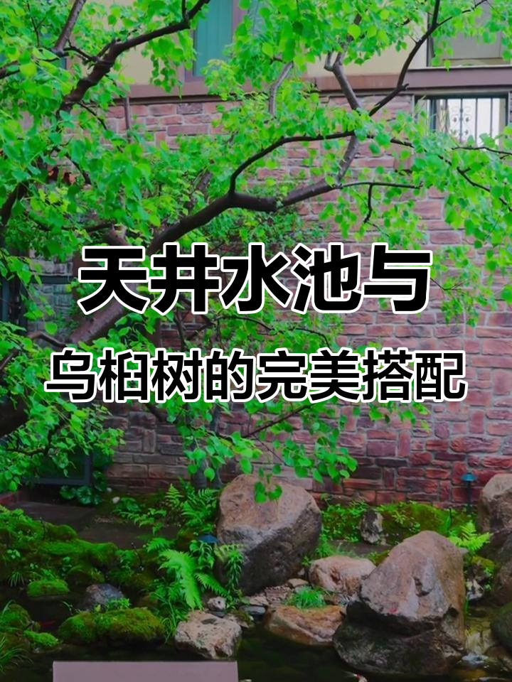 乌桕树如何让天井鱼池焕发新生，四季变化尽显