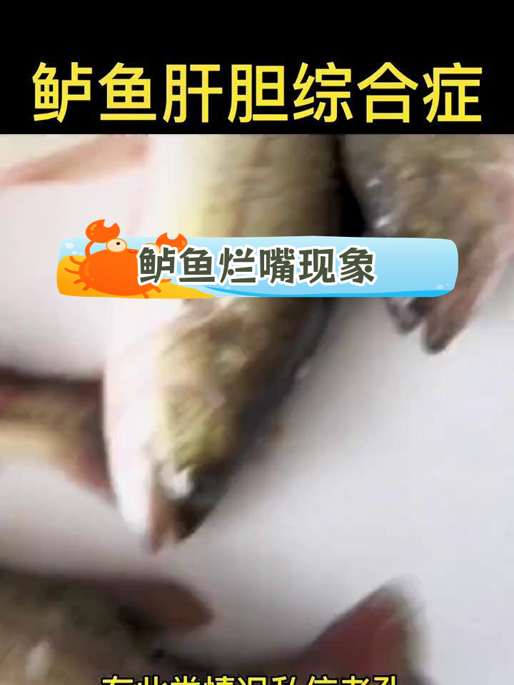 鲈鱼肝胆综合症症状分析