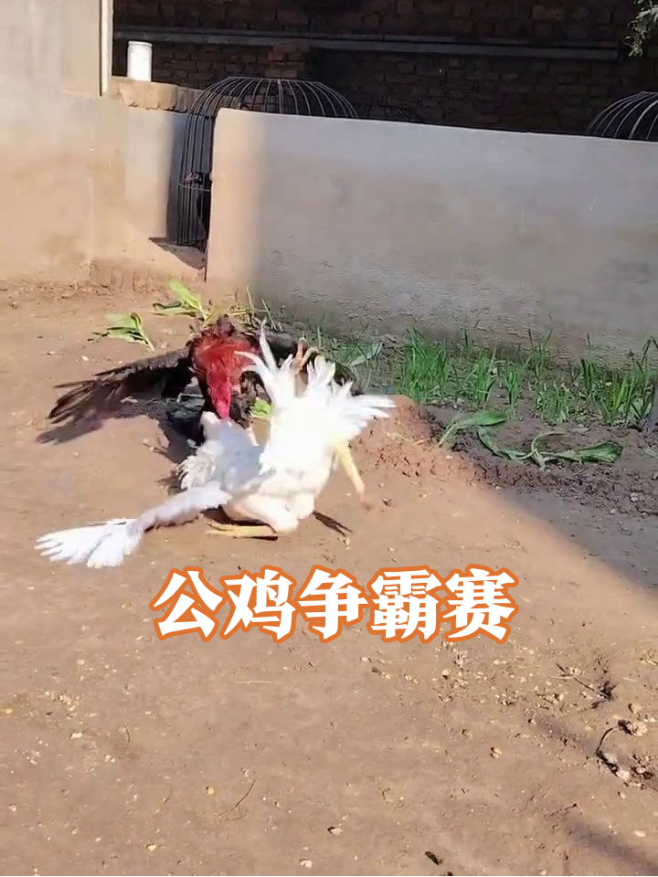 红冠大哥干饭被挑衅,白毛鸡仔踢馆,鸡界大战谁能赢?