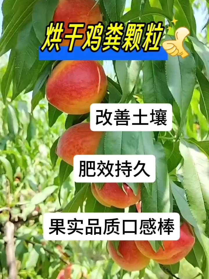 烘干鸡粪颗粒有机肥种植黄桃使用后