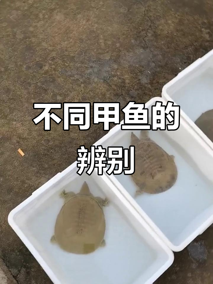 甲鱼品种大揭秘,养殖塘与野生差异解析