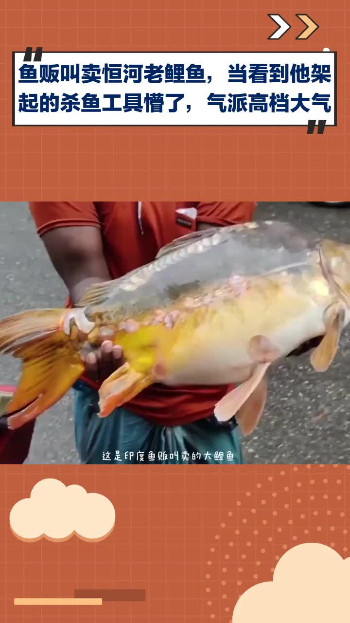 鱼贩叫卖恒河老鲤鱼，看到杀鱼工具，这气派高档大气！