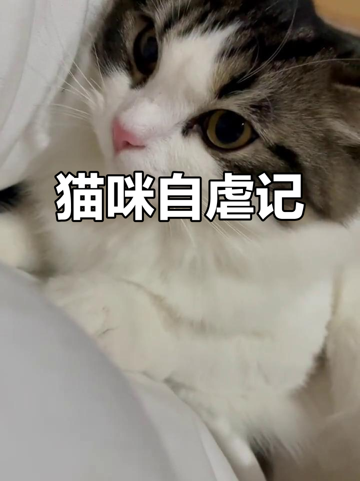 猫咪玩皮筋,腿肿得吓人,解绑时差点疼哭
