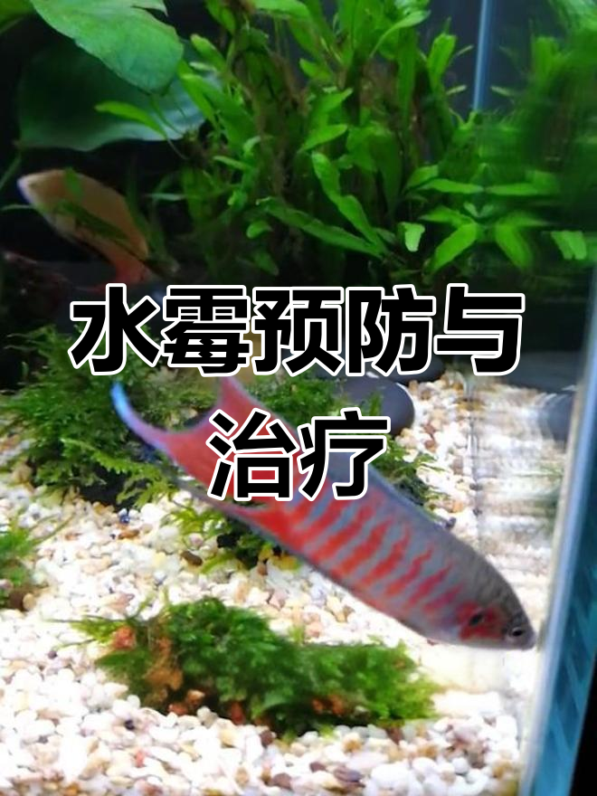 斗鱼水霉病防治全攻略
