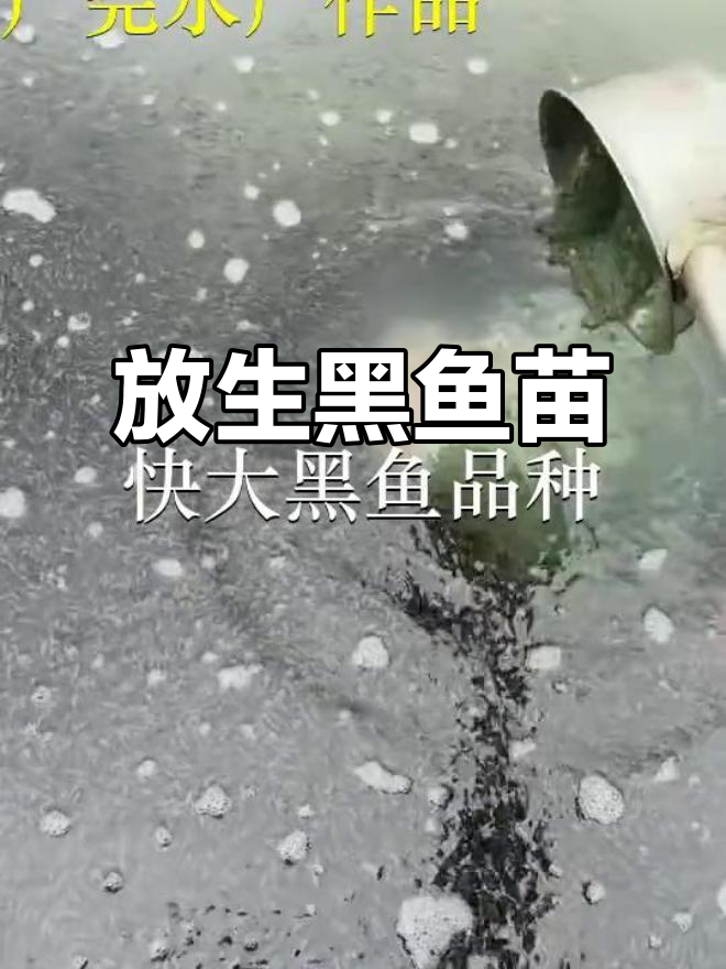 中山横栏鱼苗场与东莞南合作放生,黑鱼苗成长记