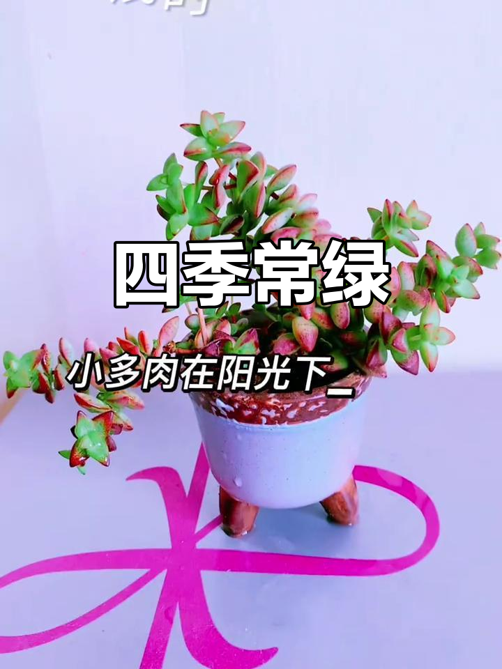 半球星乙女,四季如春,生机勃勃,春天备份更显活力