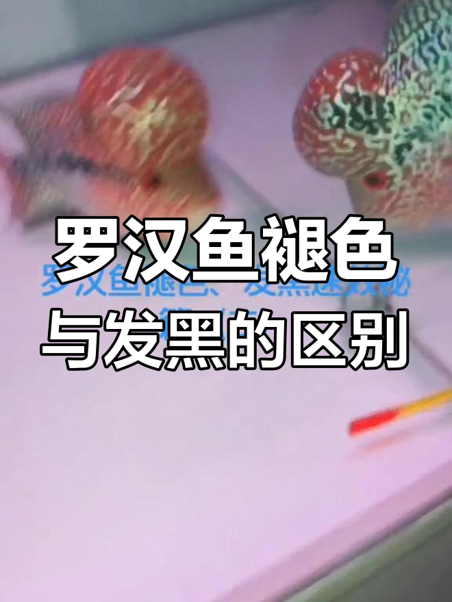 罗汉鱼发黑原因及应对方法,六种情况全解析