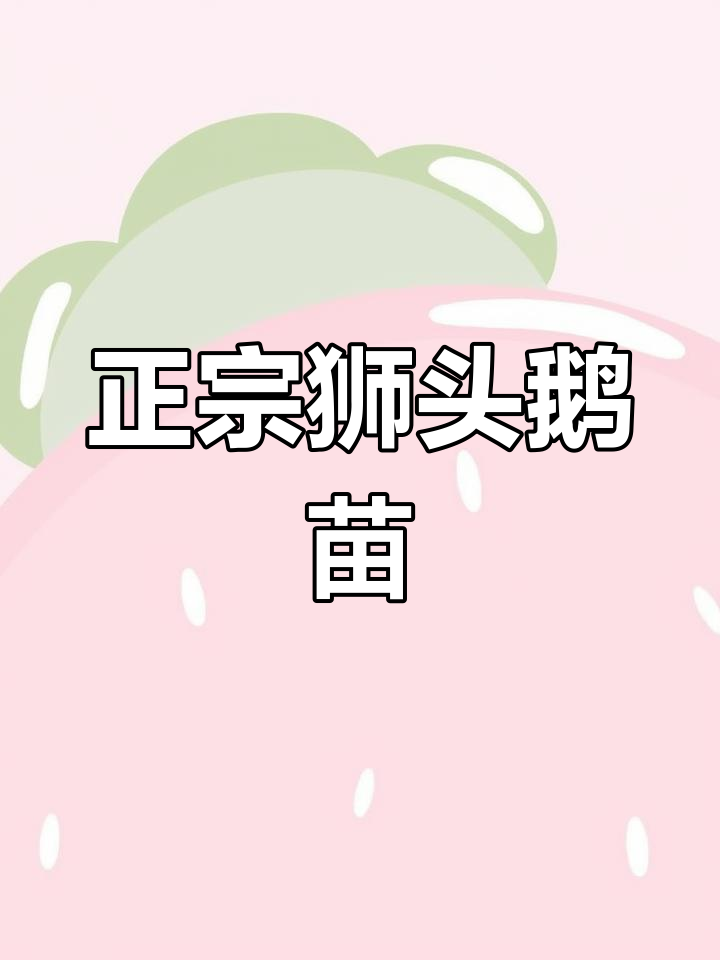 安徽淮北狮头鹅苗,公母比例完美,老客户三次回购