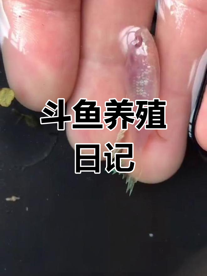 中国斗鱼繁殖技巧与变异探索