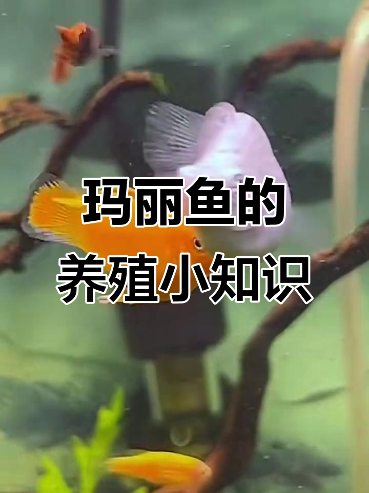 玛丽鱼养护全攻略:从喂食到繁殖技巧