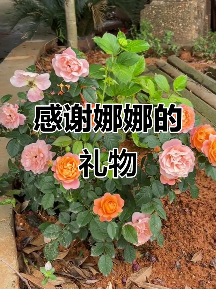 五月五日,感谢娜娜的惊喜礼物