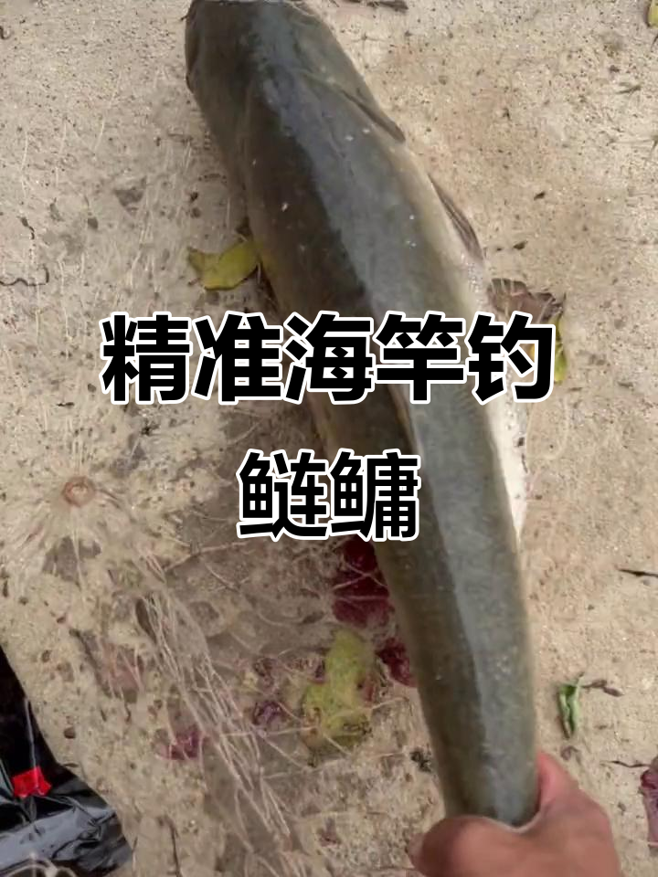 海竿钓鱼必备饵料,选对才能事半功倍