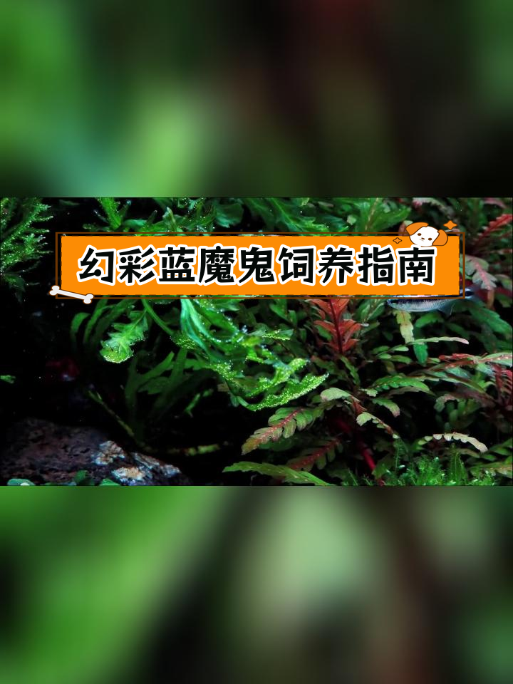 幻彩蓝魔鱼:适合酸性软水的美丽观赏鱼