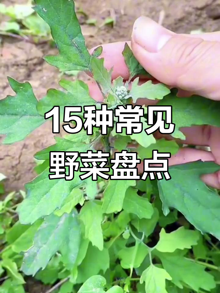 农村常见15种野菜，看看你吃过几种？