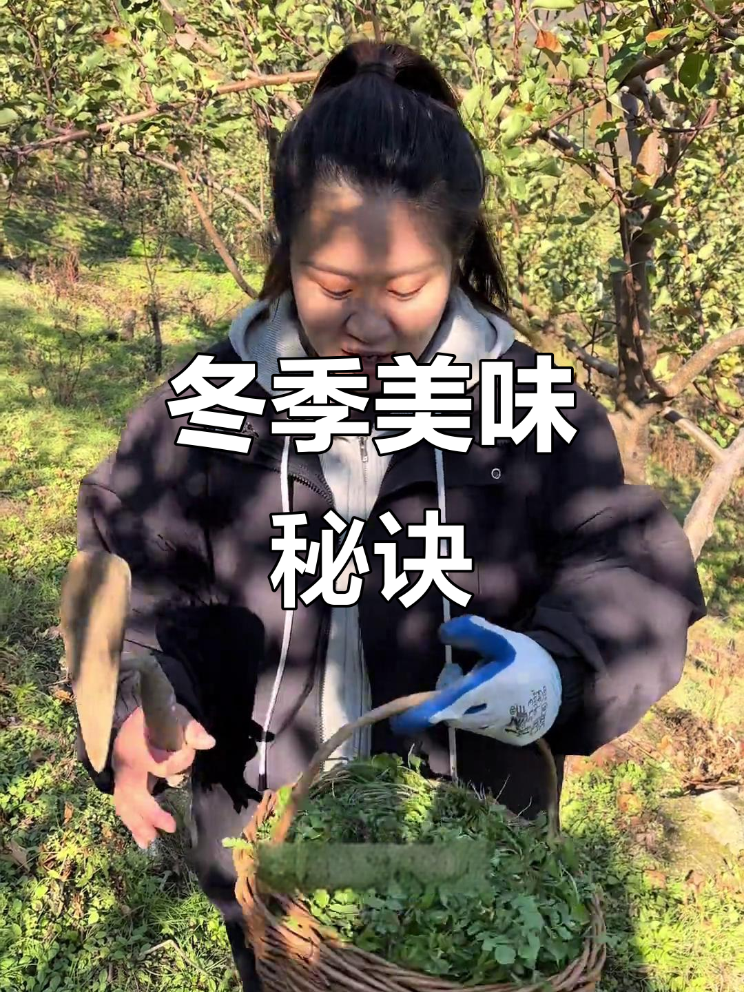 小根蒜、荠菜和婆婆丁,埋沙里过冬也能吃