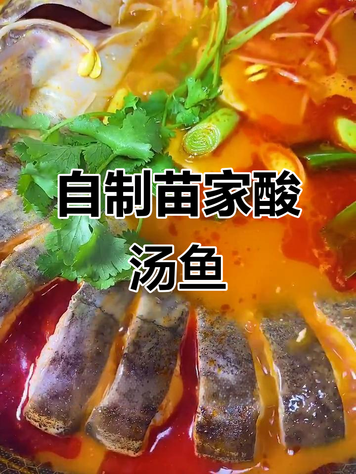酸汤鱼做法大揭秘,鲢鱼肉嫩滑口,底汤超有味
