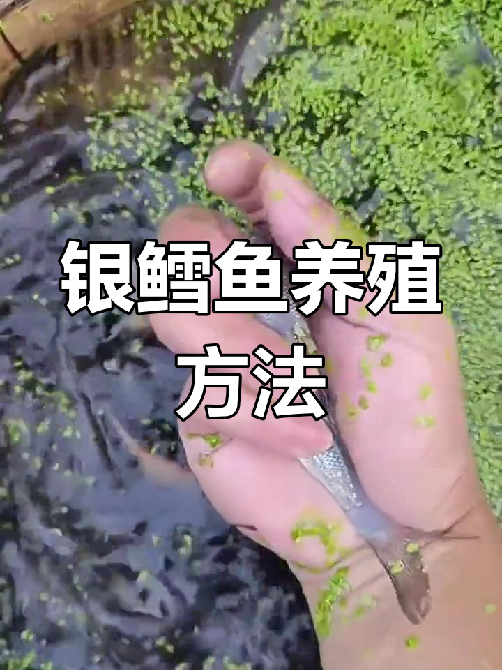 淡水银鳕鱼养殖技巧:快速增重与抗逆性
