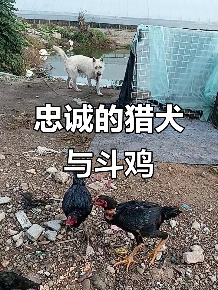 猎犬忠诚守护,斗鸡文化背后的故事