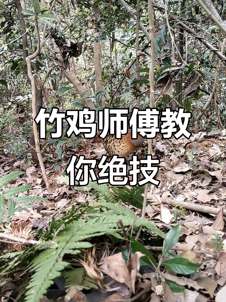 竹鸡全堂教学，轻松掌握神奇动物技能