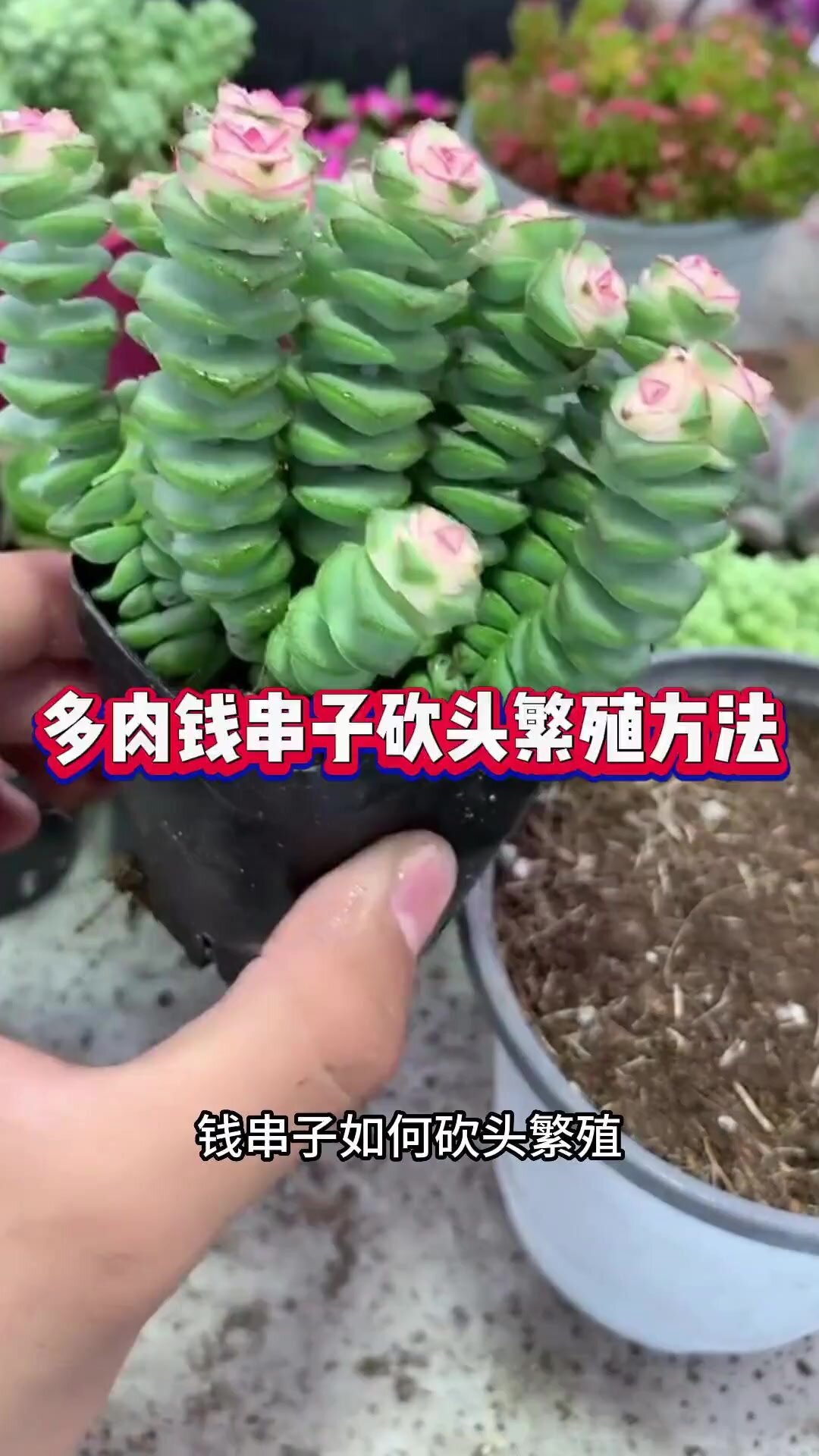 彩色钱串锦多肉植物室内新手好养多肉