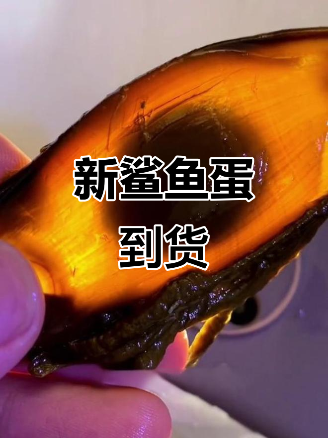 鲨鱼蛋终于来了,这次百分百能孵出小鲨!