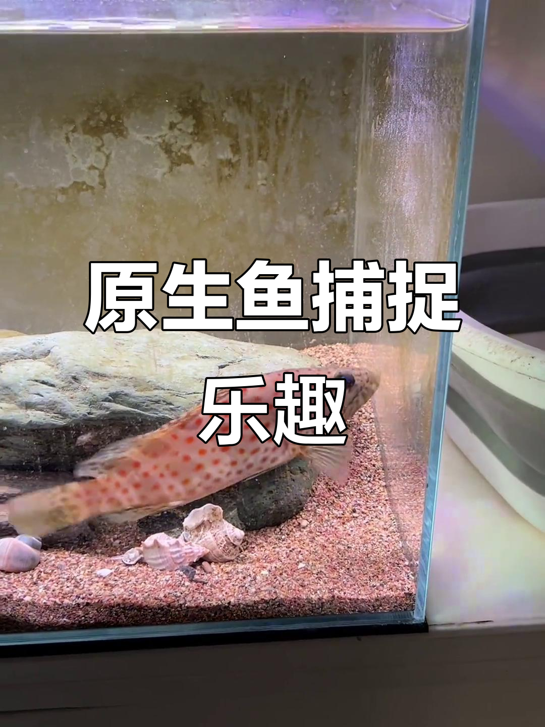 捕捞原生鱼与黑壳虾,喂食斑马鱼的快乐时光