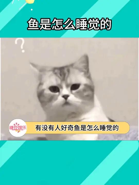 如果可以和鱼一样睡觉,是不是就可以一边睡觉,一边上课了!万万没想到 神奇动物 鱼