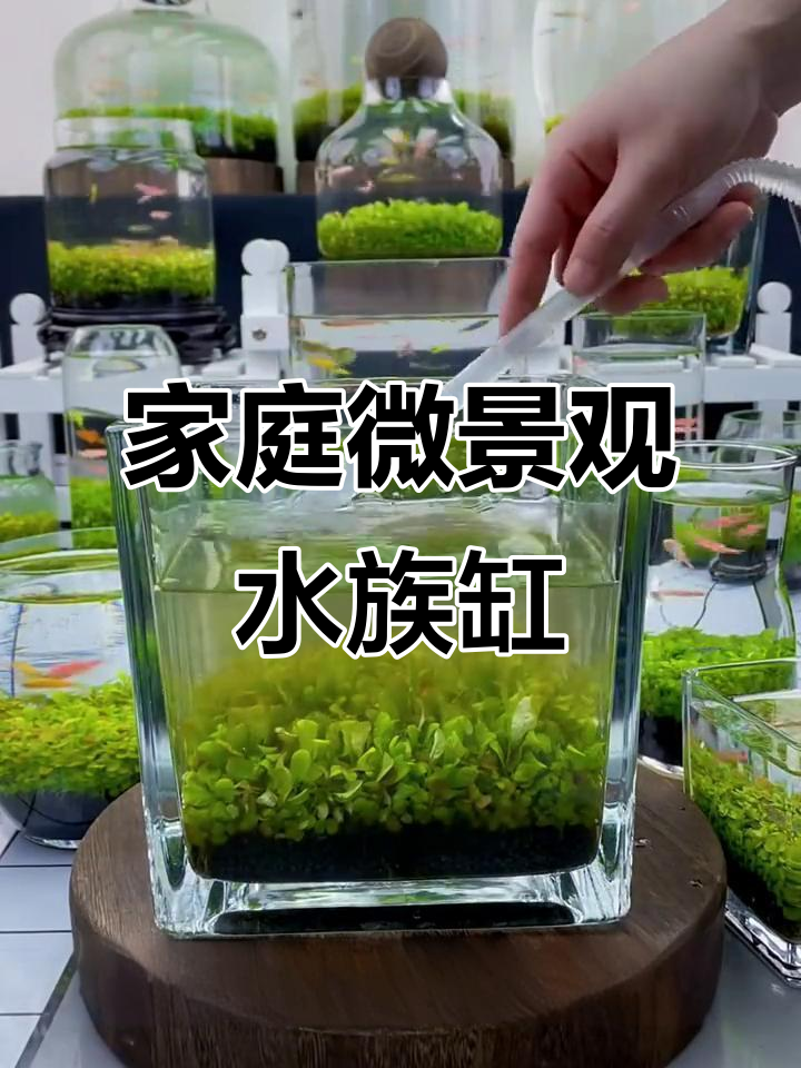 小鱼小虾与水草的家居生活,打造微景观生态缸