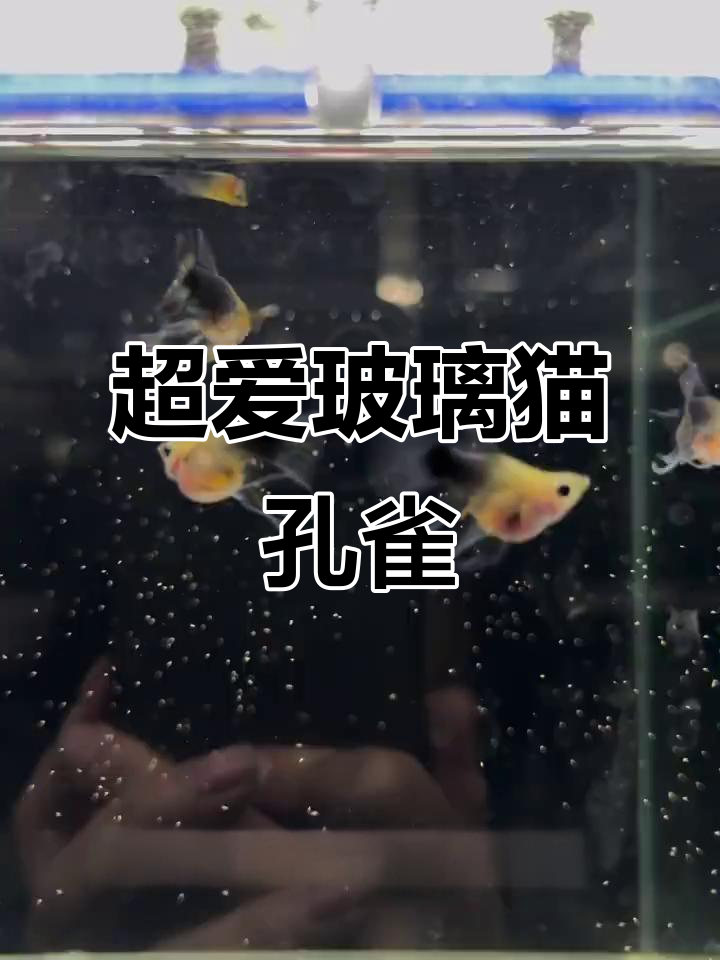 玻璃猫孔雀鱼,超萌又可爱!