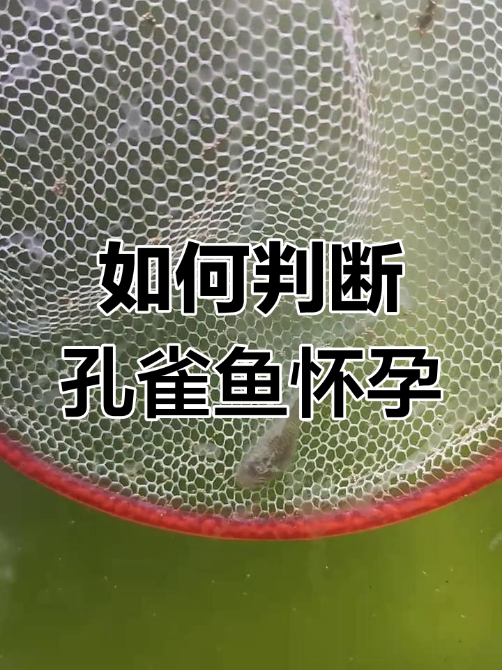 孔雀鱼怀孕与临产判断技巧