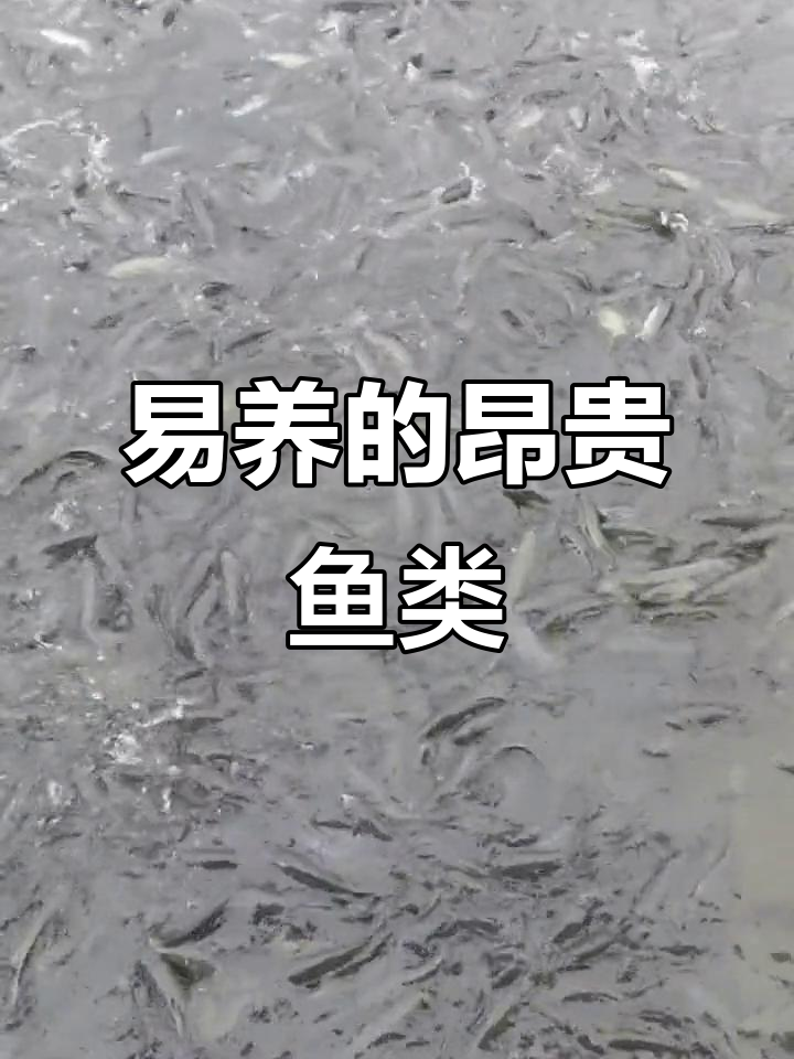 七星鱼，黑鱼的亲戚，易养且价格高，适合懒人或新手